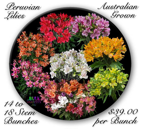 Peruvian Lilies